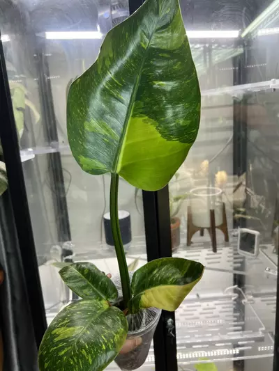 plant/Green Congo nuclear-2-thumbnail