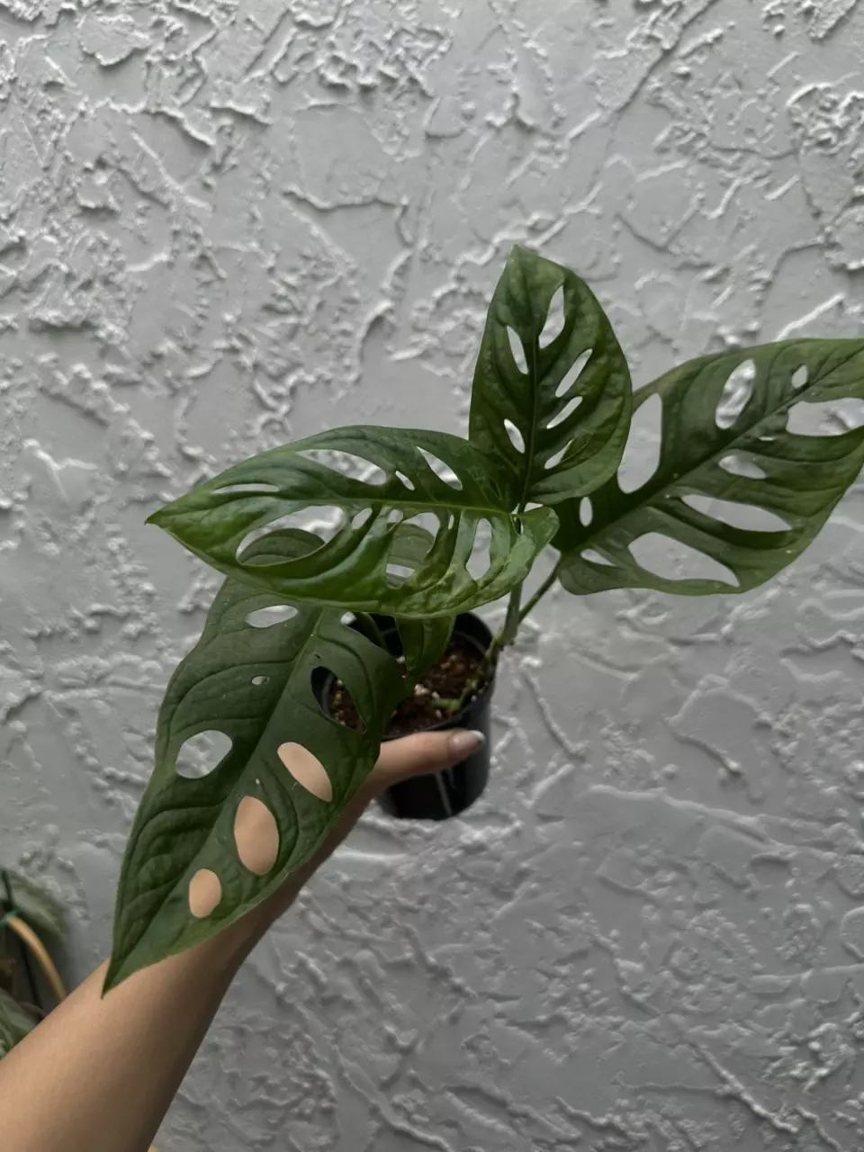 plant/Monstera Adansonii - Swiss Cheese Plant 4 Inch-0