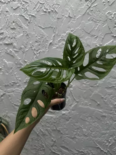 plant/Monstera Adansonii - Swiss Cheese Plant 4 Inch-0-thumbnail