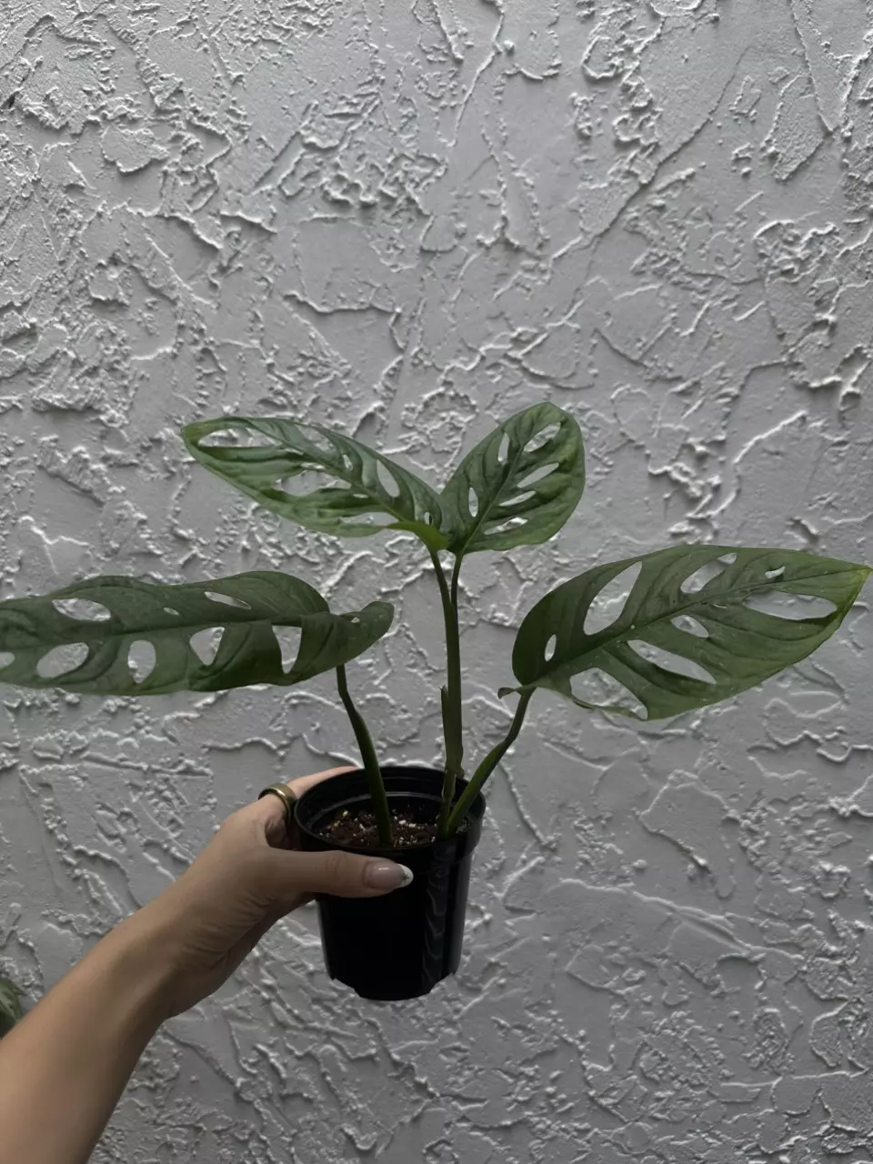 plant/Monstera Adansonii - Swiss Cheese Plant 4 Inch-2