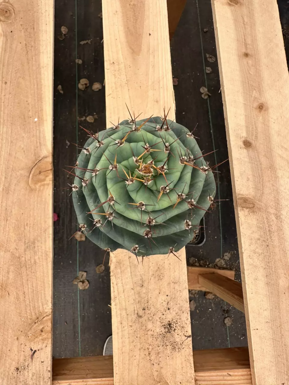 plant/Cereus forbesii spiralis | Spiral Cactus | Standard 6” Pot-2