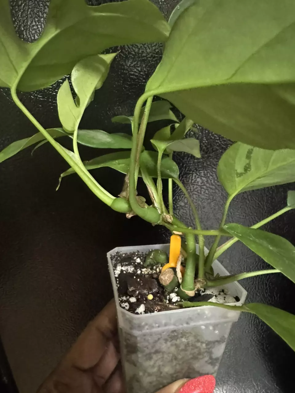 plant/Rhaphidophora tetrasperma-1