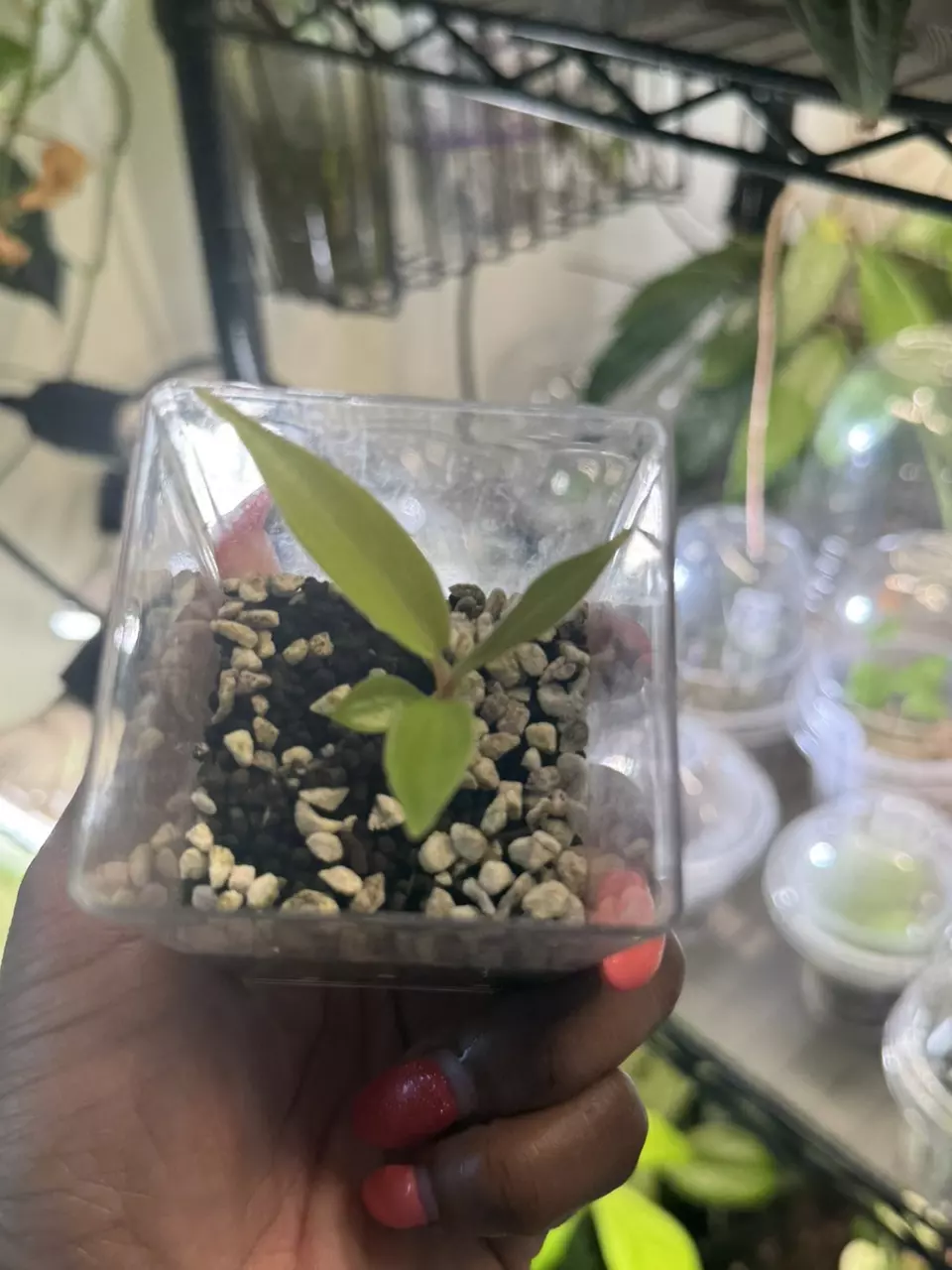 plant/Philodendron Flobe (Florida Beauty) x Tortum-1