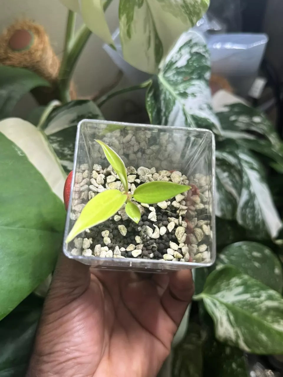 plant/Philodendron Flobe (Florida Beauty) x Tortum-0