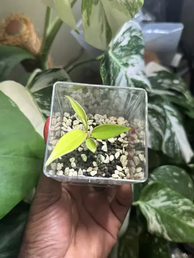 plant/Philodendron Flobe (Florida Beauty) x Tortum-0-thumbnail