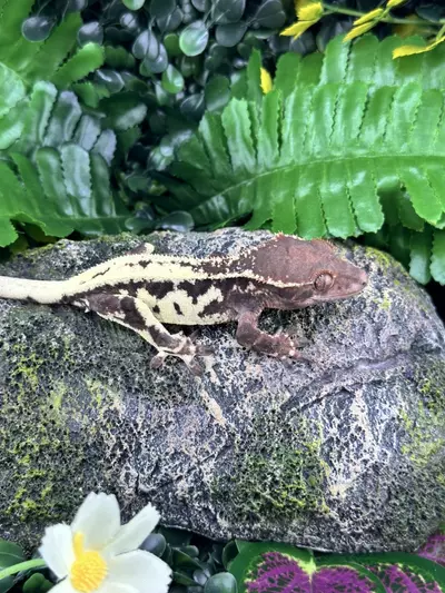 plant/Frappuccino - Male - Memphis x Ali 7/8/24 - 20g-1-thumbnail