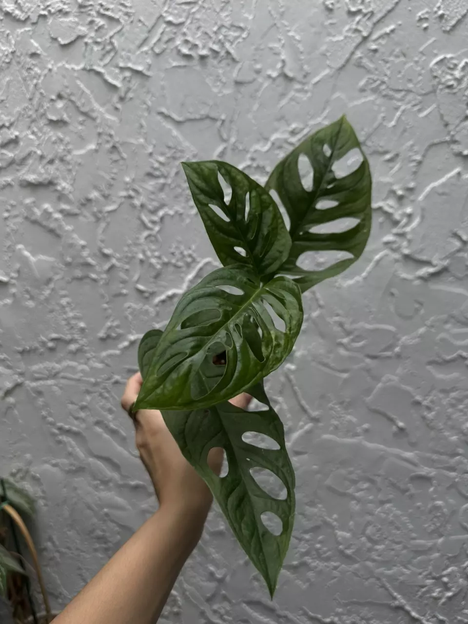 plant/Monstera Adansonii - Swiss Cheese Plant 4 Inch-1