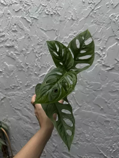 plant/Monstera Adansonii - Swiss Cheese Plant 4 Inch-1-thumbnail