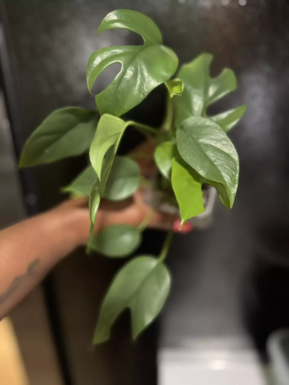 plant/Rhaphidophora tetrasperma-0