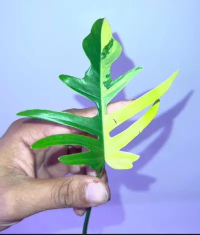 plant/Philodendron Flobe (Florida Beauty) x Tortum-2-thumbnail