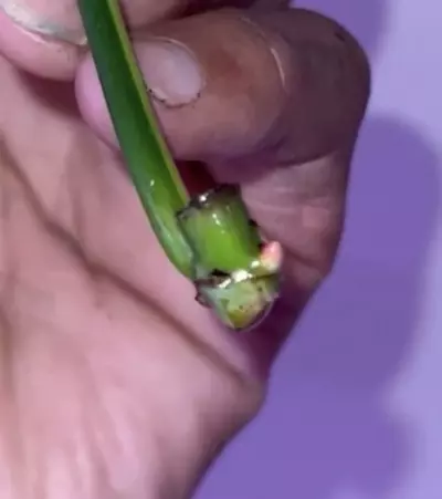 plant/Philodendron Flobe (Florida Beauty) x Tortum-3-thumbnail