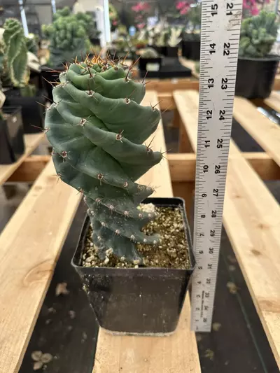 plant/Cereus forbesii spiralis | Spiral Cactus | Standard 6” Pot-1-thumbnail