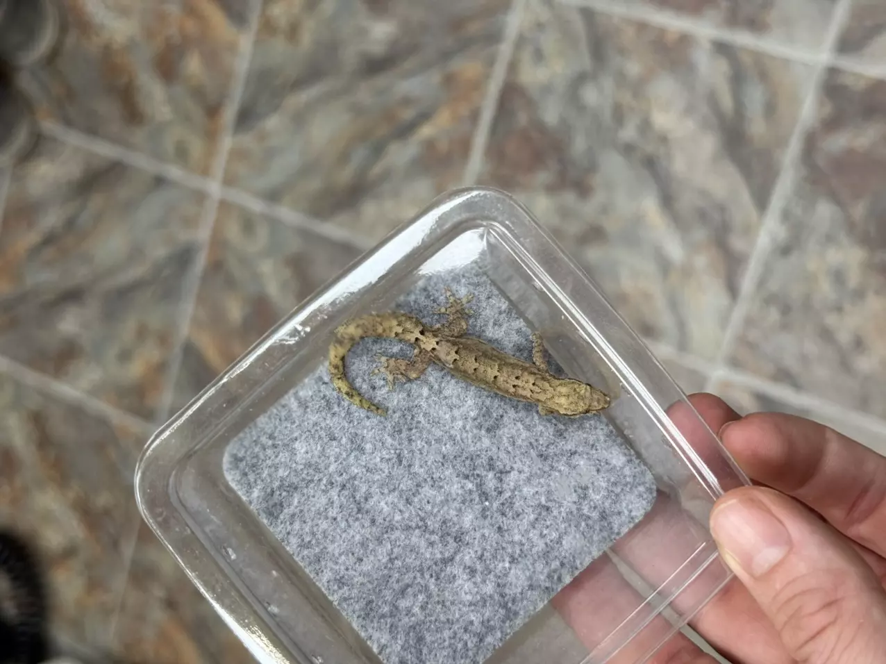 plant/Type A - Mourning Gecko - Large-0