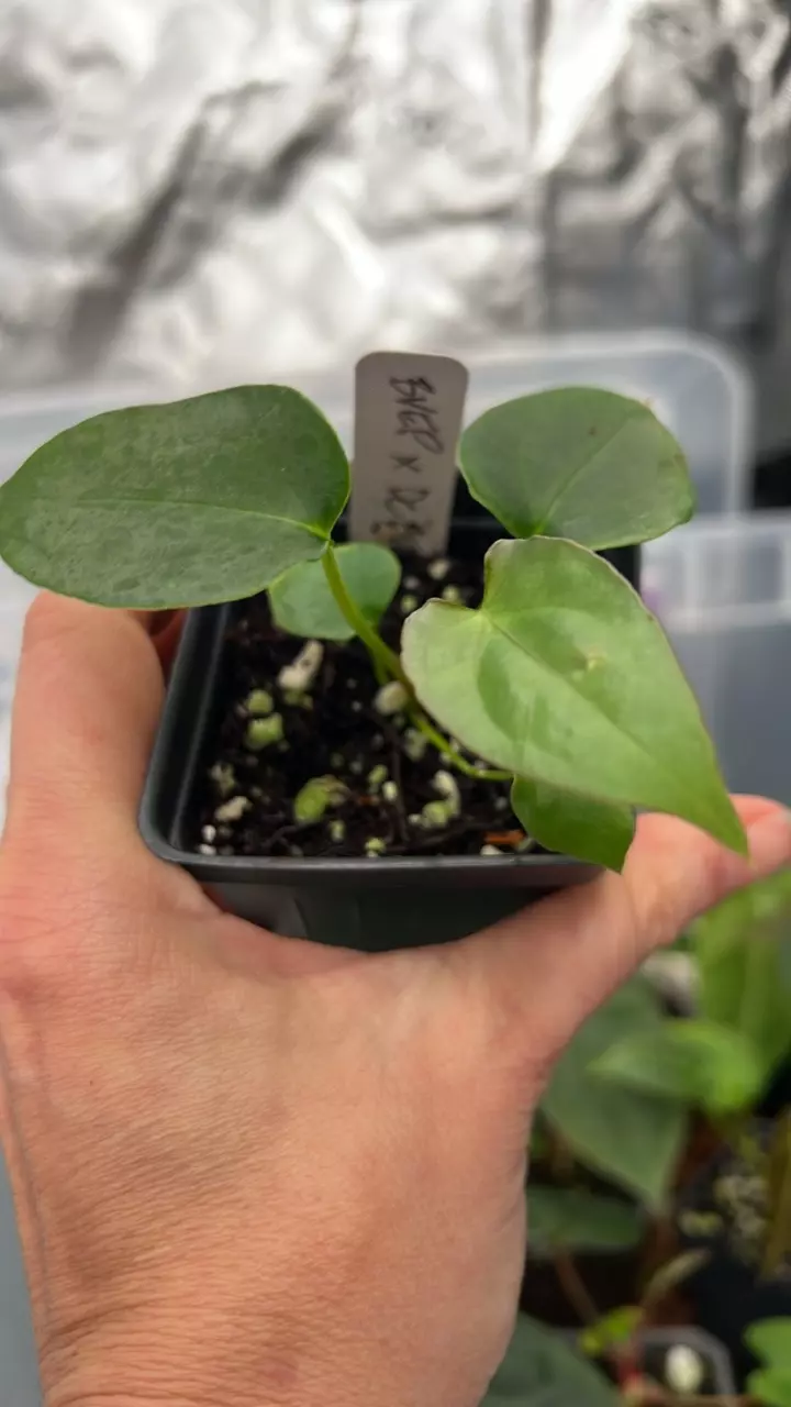 plant/73102 BVEP x Dress Carla BVEP (Select) #2-2