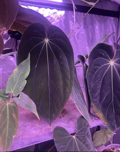 plant/73101 BVEP x Dress Carla BVEP (Select) #1-0-thumbnail