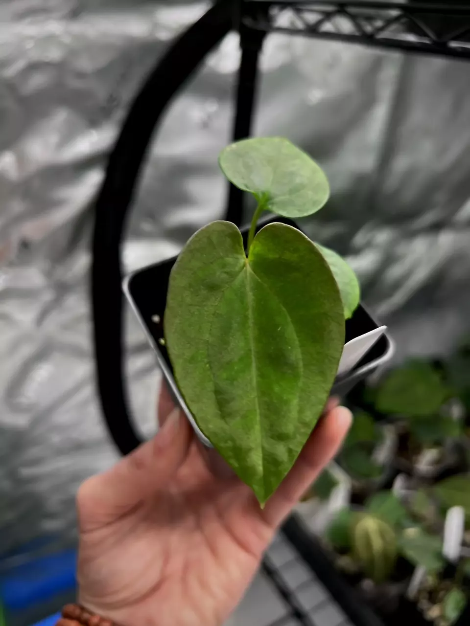 plant/73101 BVEP x Dress Carla BVEP (Select) #1-2