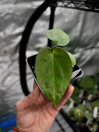 plant/73101 BVEP x Dress Carla BVEP (Select) #1-2-thumbnail