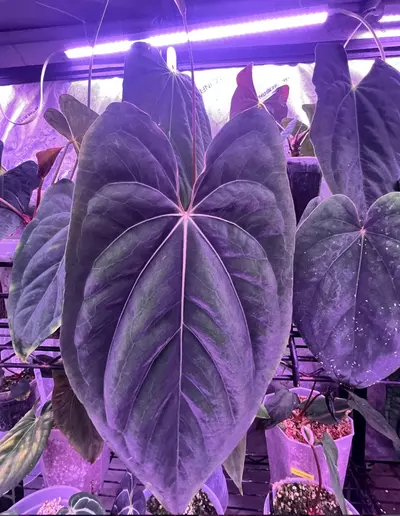 plant/73101 BVEP x Dress Carla BVEP (Select) #1-1-thumbnail