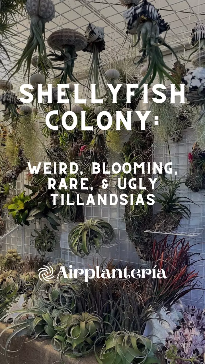 Shellyfish Family at the OC Fair!
