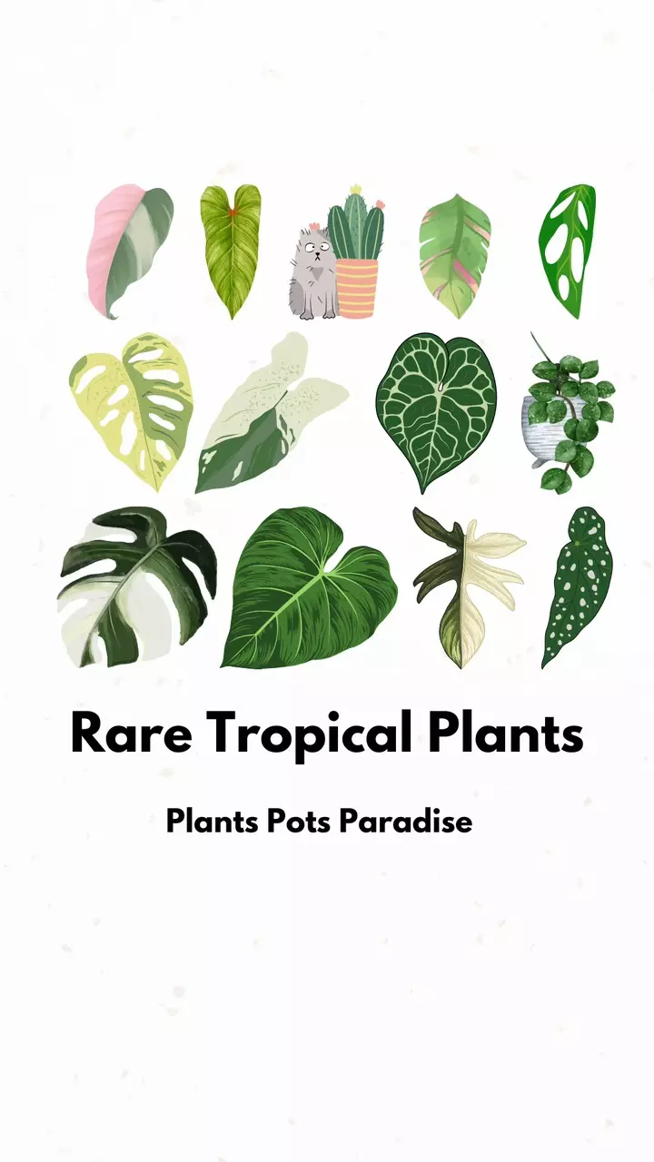 Rare Topicals Plants!