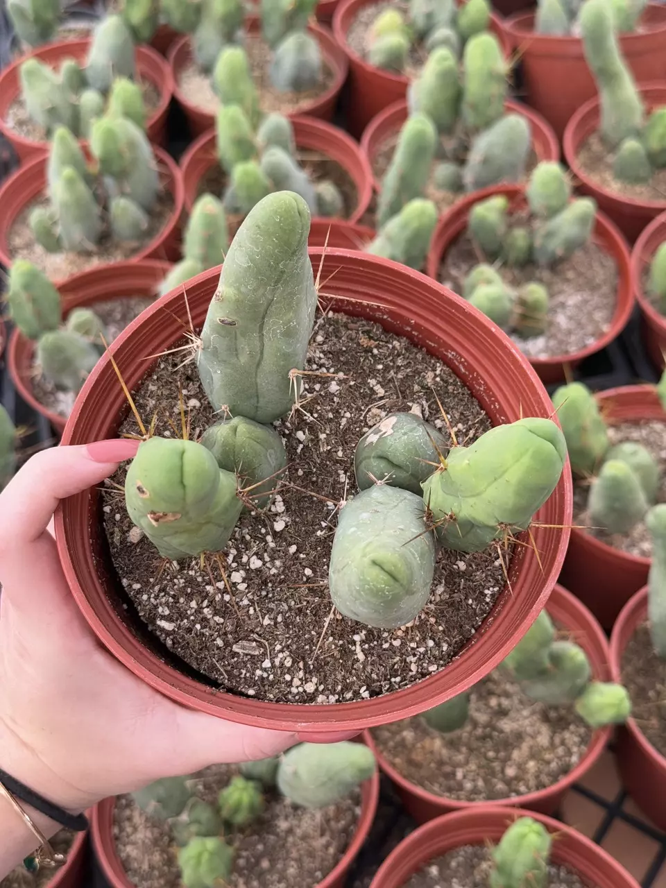 plant/Penis Cactus | Multiple Nodes | 6” Pot-0