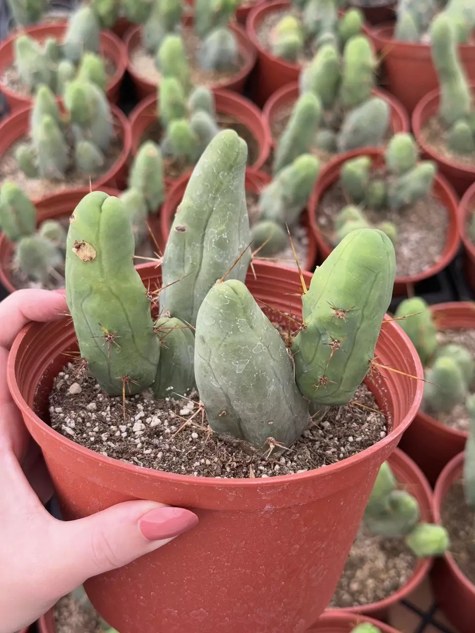 plant/Penis Cactus | Multiple Nodes | 6” Pot-1