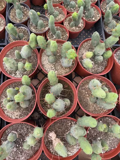 plant/Penis Cactus | Multiple Nodes | 6” Pot-2-thumbnail