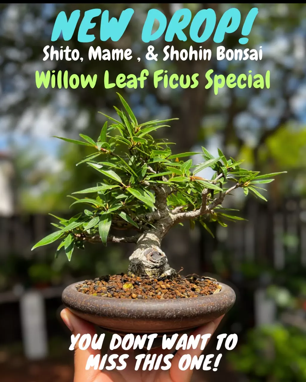 Bonsai & Pottery Sales!! 🌳⛩️👍😊