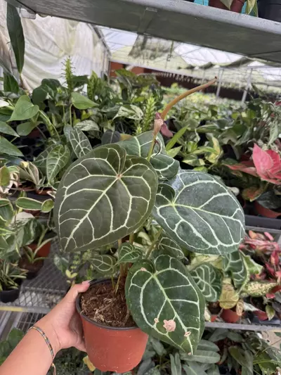 plant/Anthurium crystallinum Mimesis-0-thumbnail