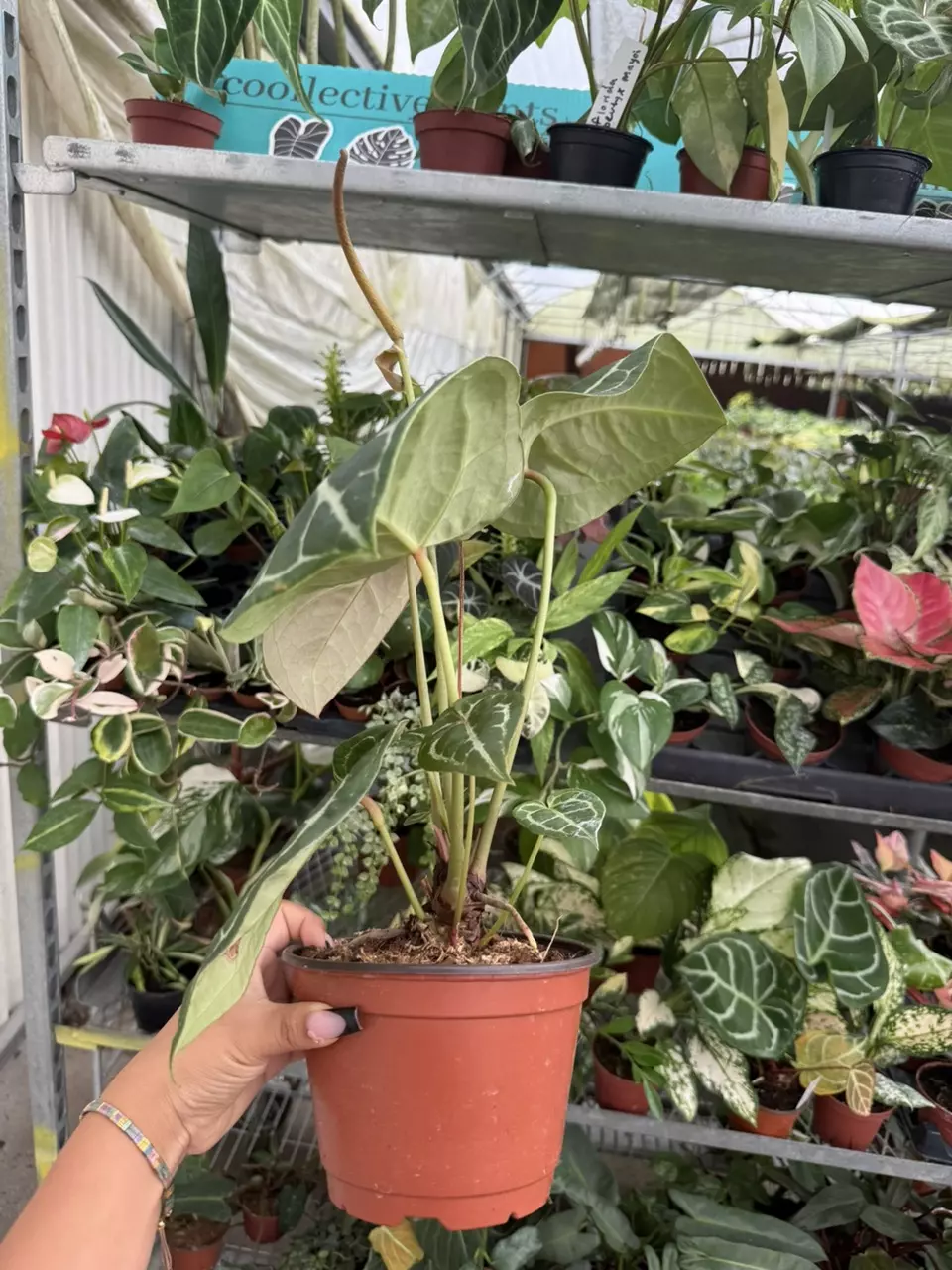 plant/Anthurium crystallinum Mimesis-1