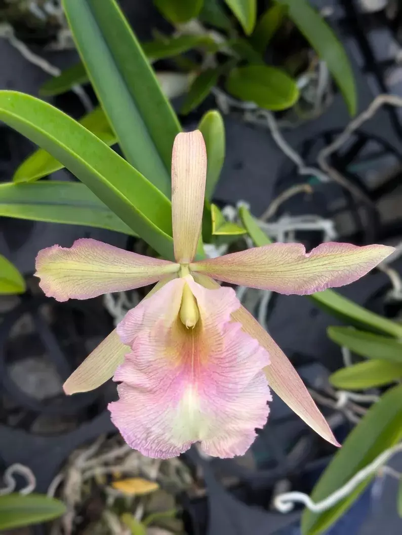 plant/Rby. QF Na ahi o Pele (David Sander x C. dowiana) - orchid plant.  Blooming size-1