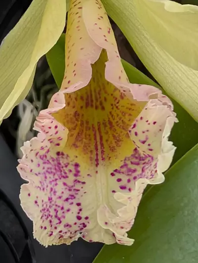 plant/Rby. QF Na ahi o Pele (David Sander x C. dowiana) - orchid plant.  Blooming size-2-thumbnail