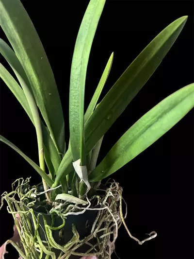 plant/Rby. QF Na ahi o Pele (David Sander x C. dowiana) - orchid plant.  Blooming size-6-thumbnail