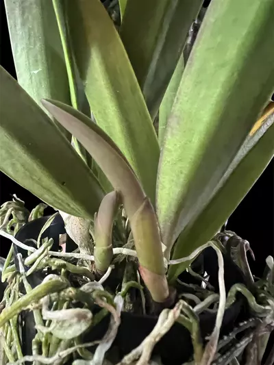 plant/Rby. QF Na ahi o Pele (David Sander x C. dowiana) - orchid plant.  Blooming size-5-thumbnail