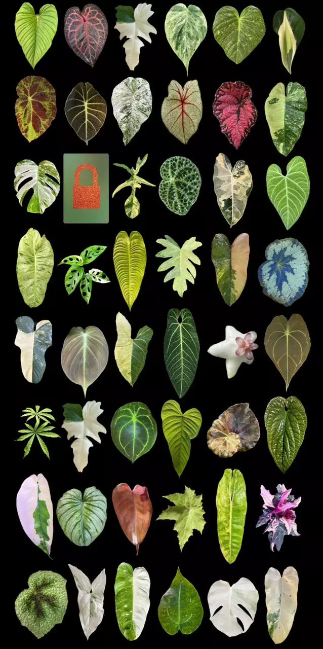 Friday Night Live!! – $1 Auctions