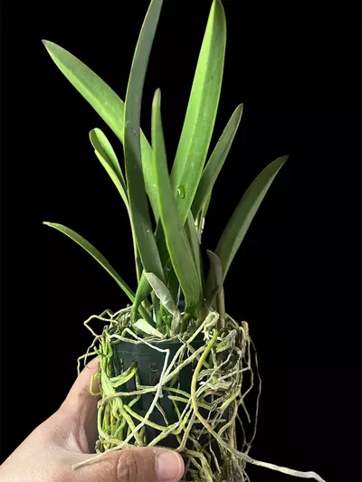 plant/Rby. QF Na ahi o Pele (David Sander x C. dowiana) - orchid plant.  Blooming size-4-thumbnail