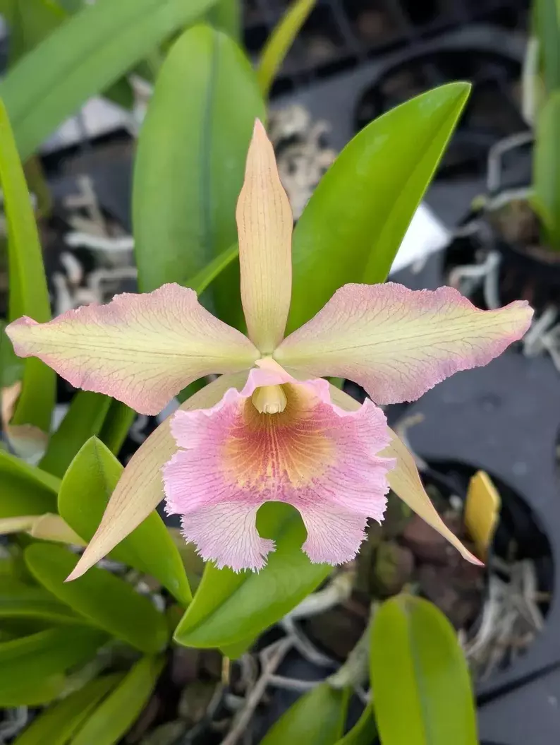plant/Rby. QF Na ahi o Pele (David Sander x C. dowiana) - orchid plant.  Blooming size-0