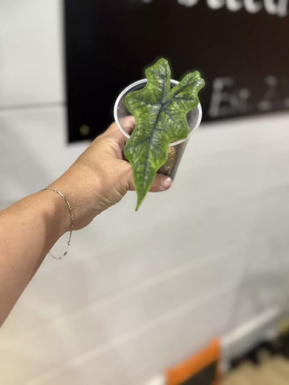 plant/Alocasia Jacklyn-0