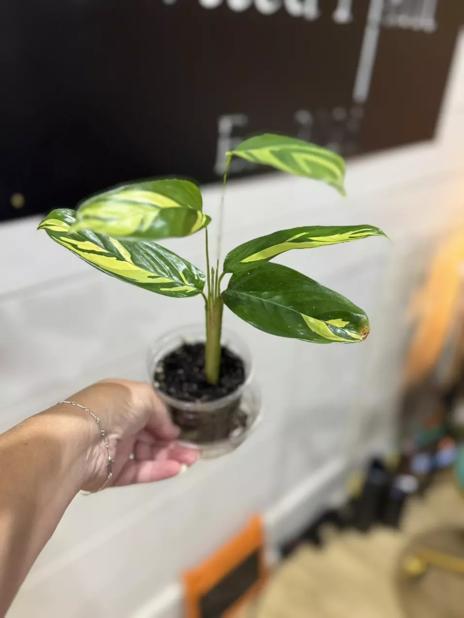 plant/Calathea pilosa-0