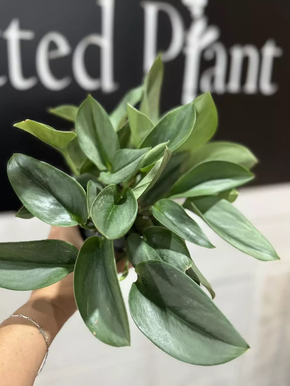 plant/Scindapsus treubii moonlight-0