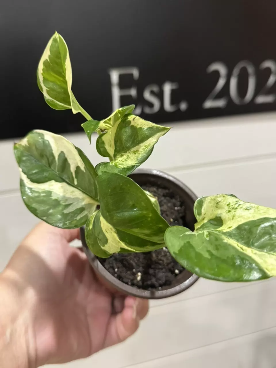 plant/Pothos n joy-0
