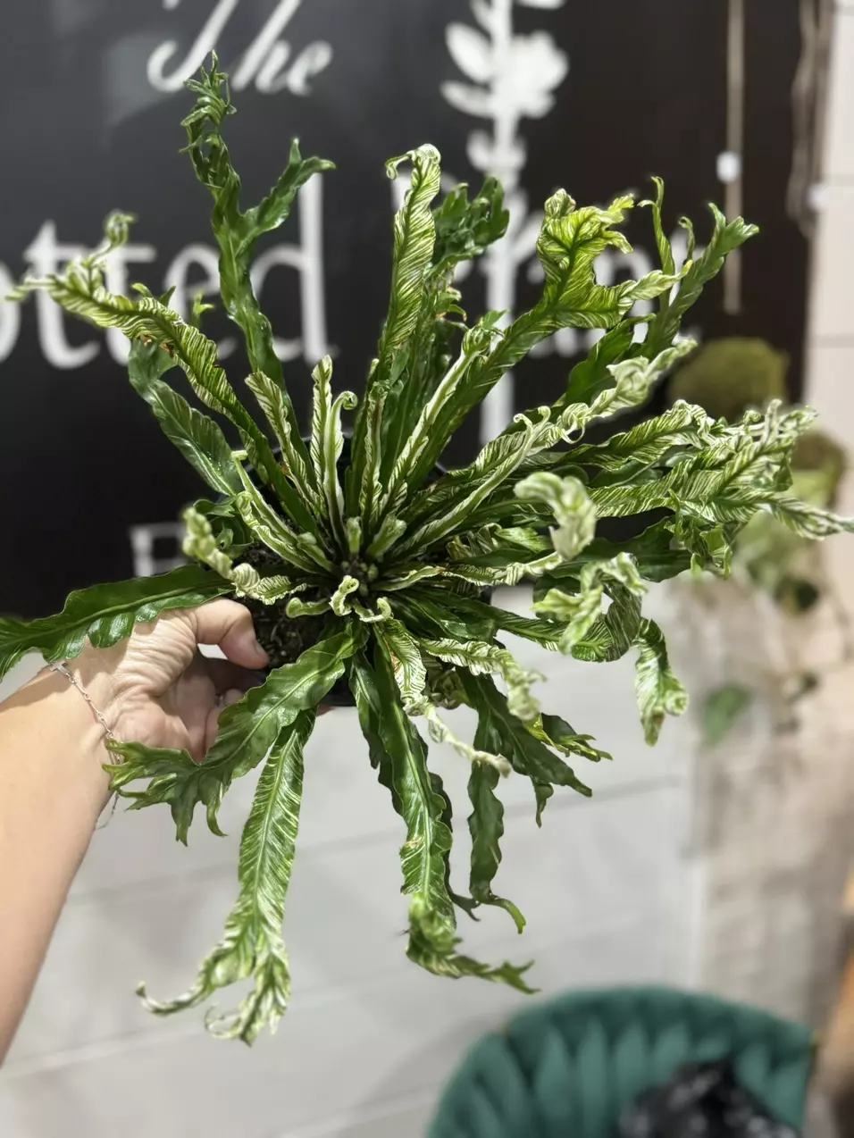 plant/Variegated Birds nest fern-0