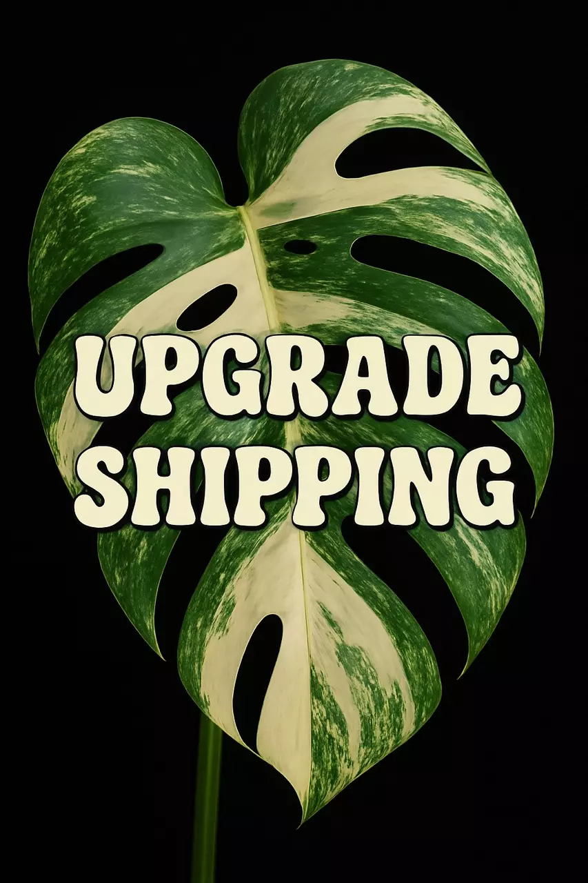 plant/Faster!-0