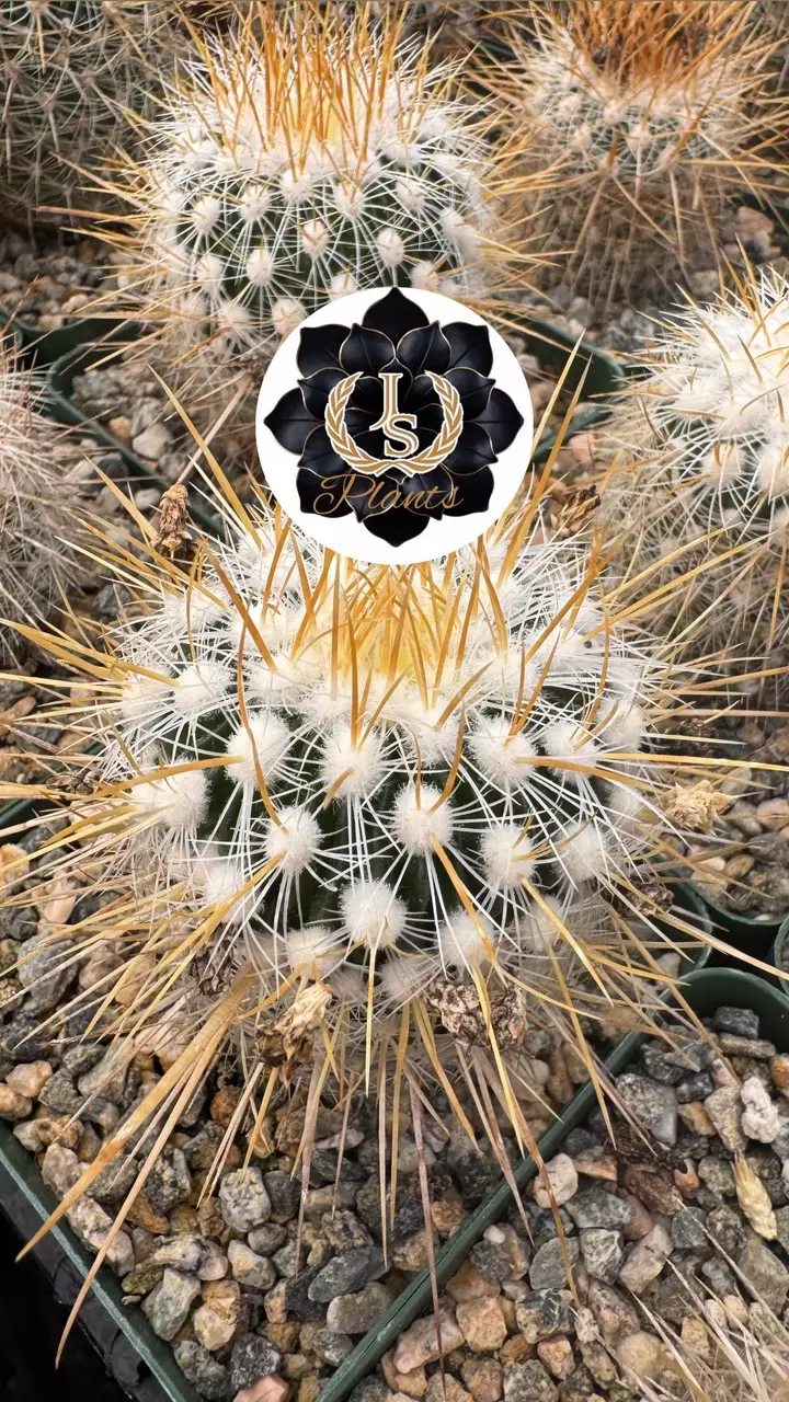 Tour🥳🌵Cacti and succulent sale 🪴Great deals😄
