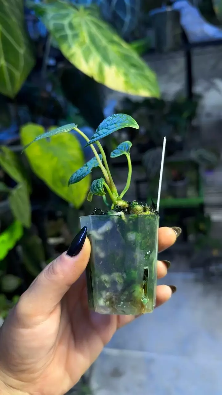 plant/Anthurium Sp Purple Fingers-1