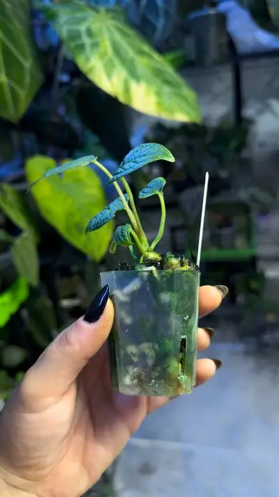 plant/Anthurium Sp Purple Fingers-1-thumbnail