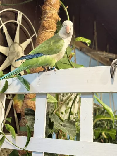 plant/Hold my order for 1 week ✋-0-thumbnail