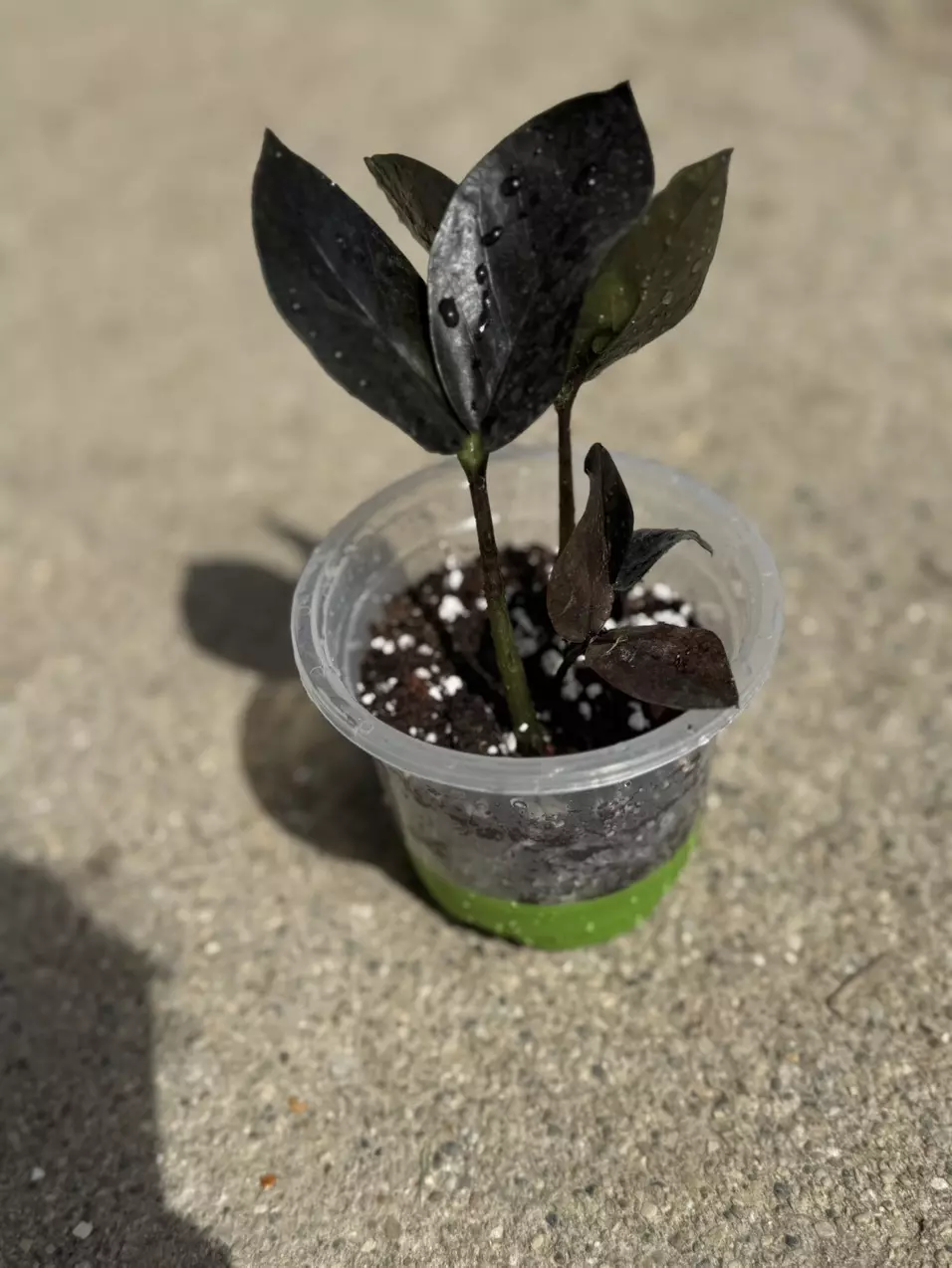 plant/ZZ plant Raven-4