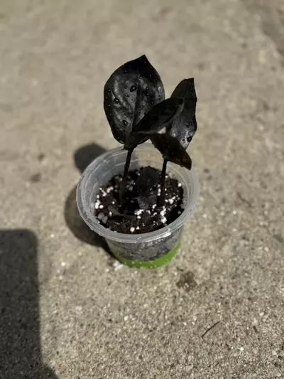 plant/ZZ plant Raven-1-thumbnail