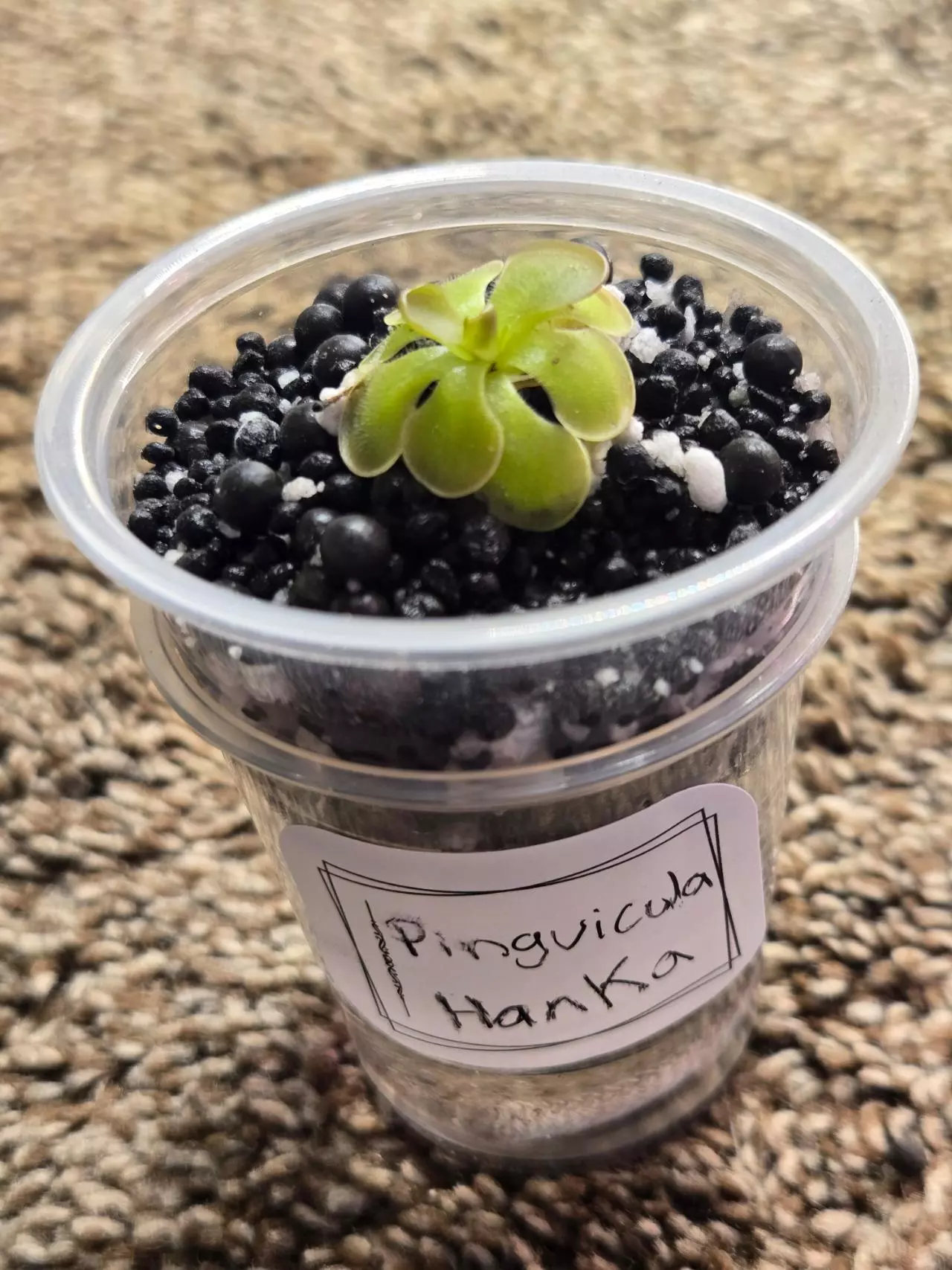 plant/Pinguicula Hanka-1